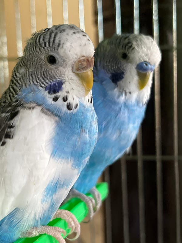 Domestic pet birds and garden plants documented in Shumen