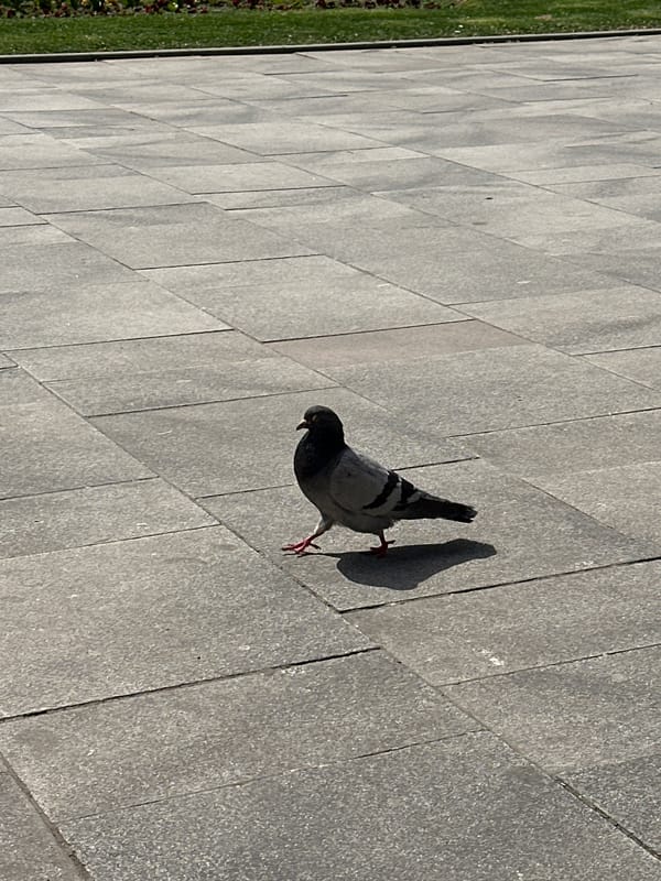 Morning street life documented across central Sofia
