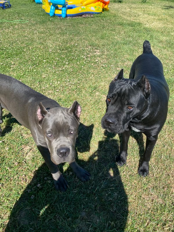 Two big dogs, a kid, and a garden in bloom