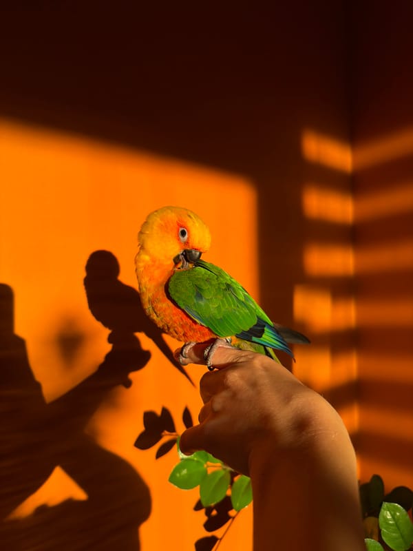 Evening life captured in Khimki: gym selfies, sunset, parrot