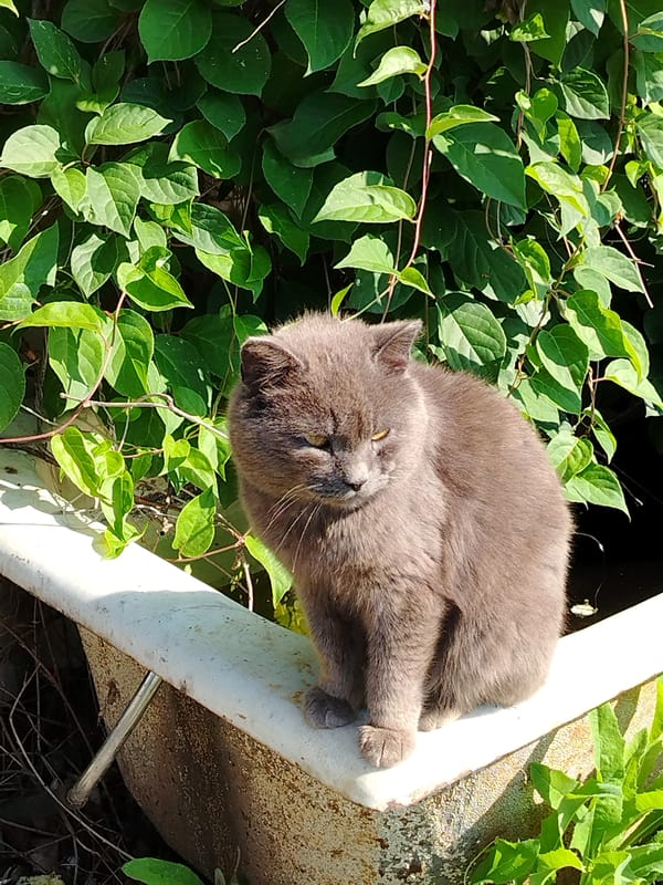 Grey cat and fresh flowers, a quiet domestic hour
