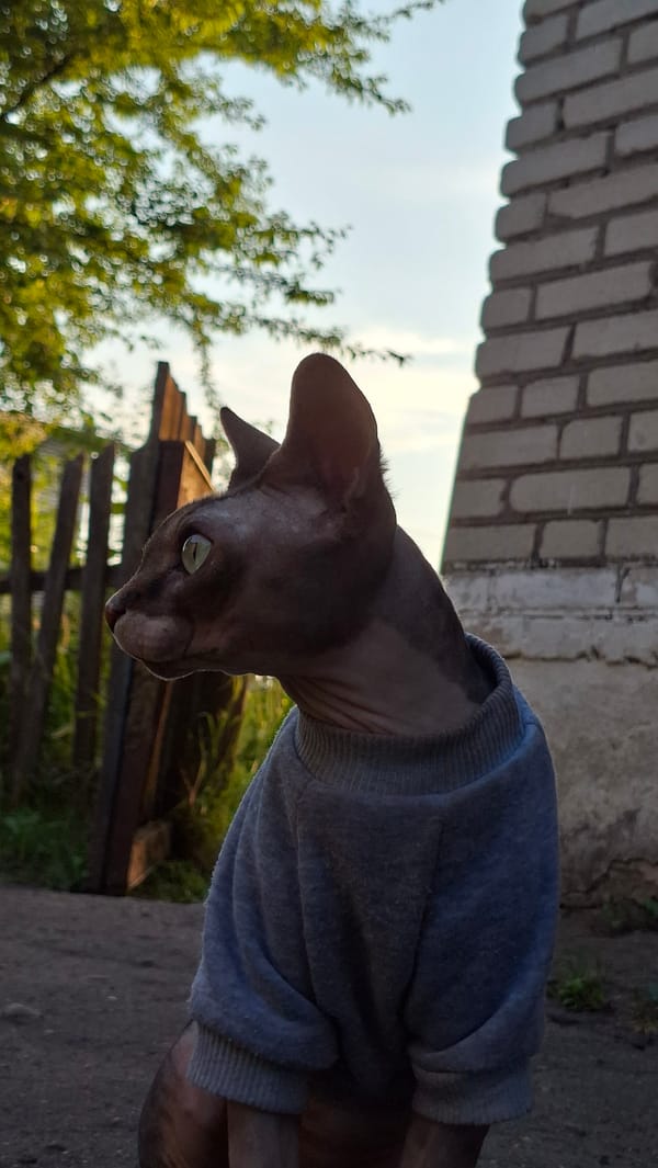Sphynx cat in a sweatshirt explores a rural Belarusian backyard