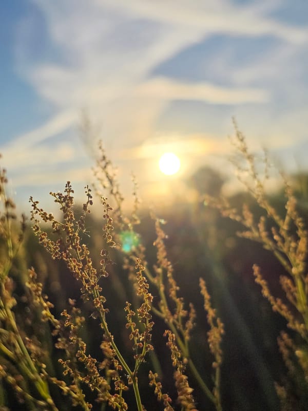 Cats, flowers, and golden hour walks in Chaikovsky
