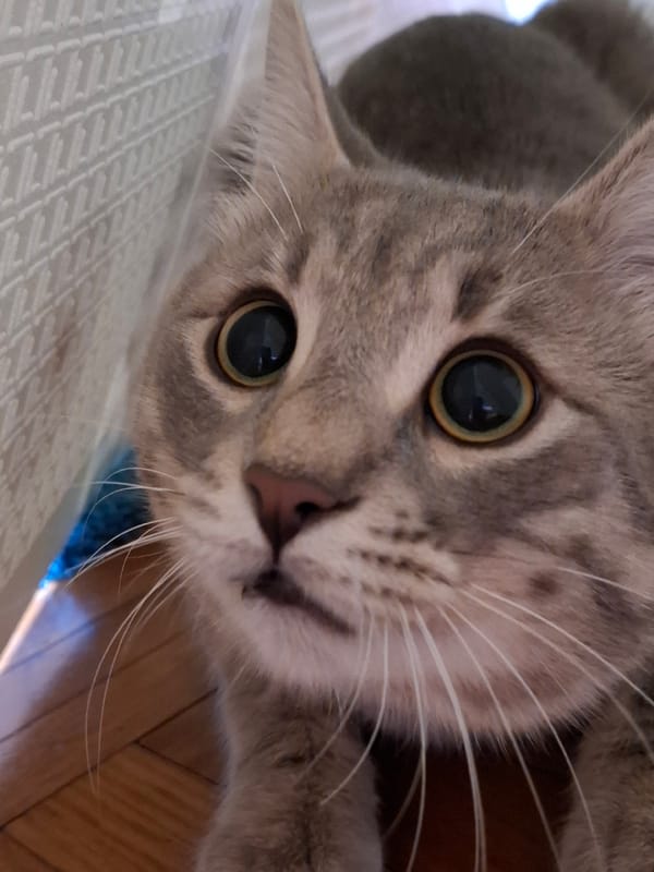 Gray tabby cat photographed multiple times in Novi Sad home