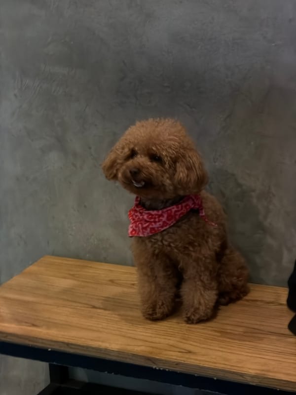 Brown poodle in bandana rests on bench in North Kuta