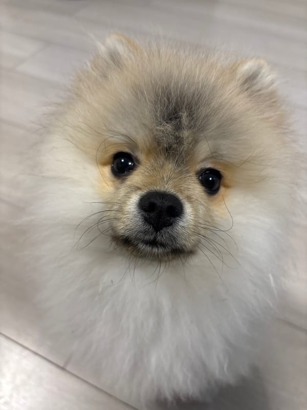 Pomeranian dog photographed in close-up portraits in Plovdiv