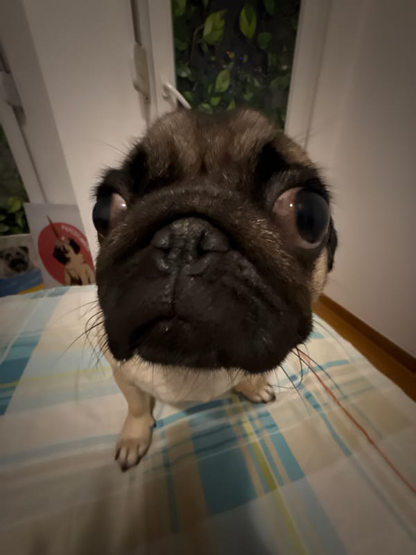 Pugs napping on beds, some curled up with stuffed toys