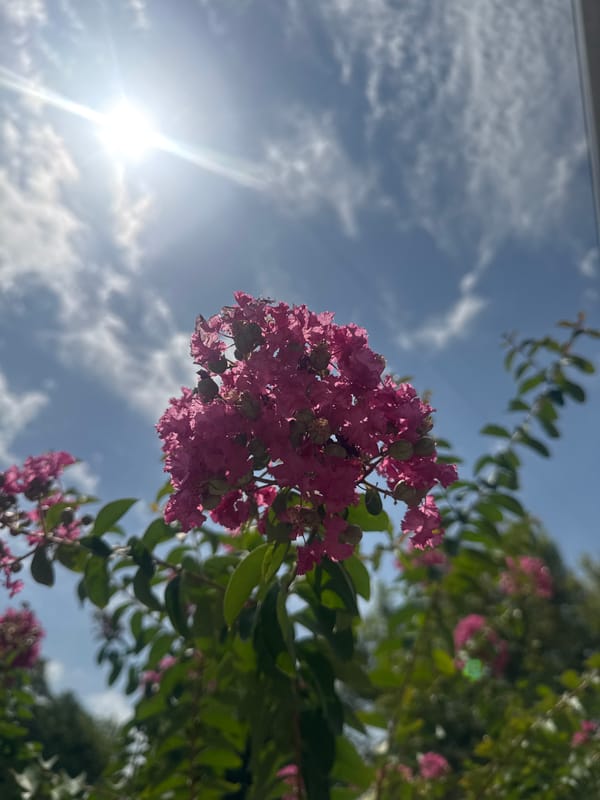 Crepe myrtles, garden plants, and ice cream in Tashkent