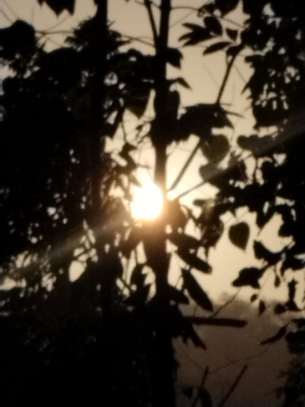 Sun glowing through silhouetted tree branches