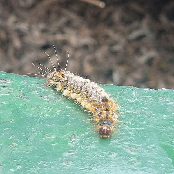 Picnic and caterpillar spotted in Las Juntas, Argentina