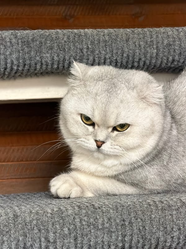 British Shorthairs and Scottish Folds at home in Rome