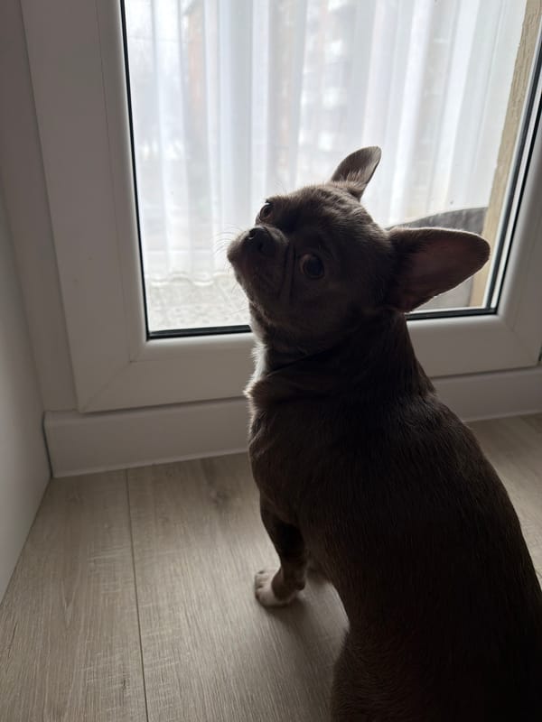 Chihuahua rests in dog bed with toy in Votkinsk
