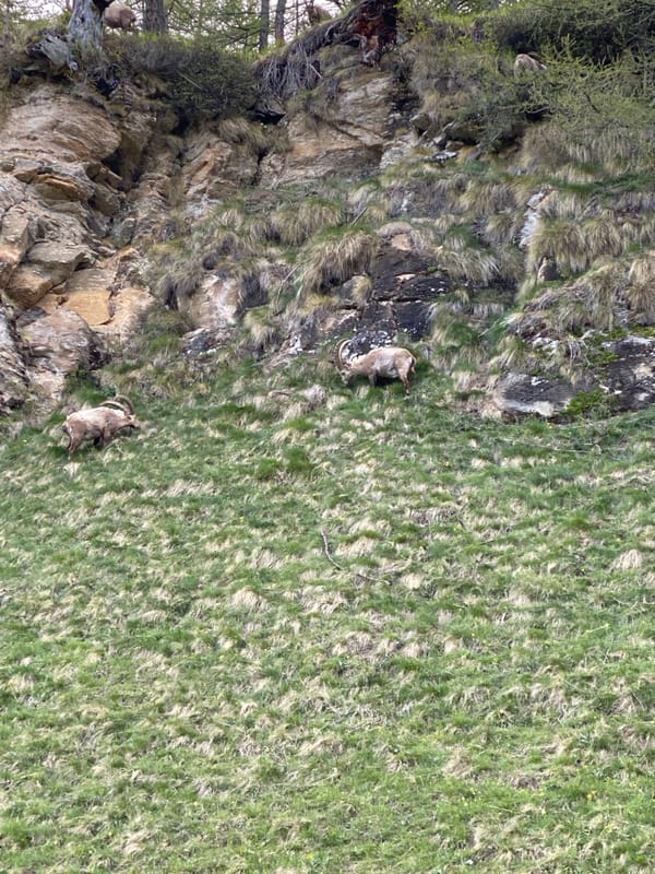 Alpine ibex spotted grazing on mountainside near Baceno, Italy