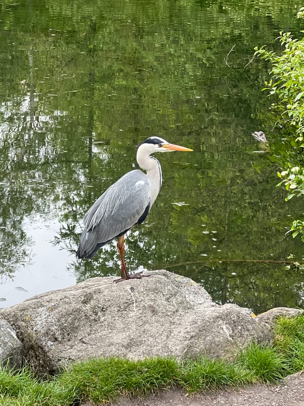 Grey heron observed at pond's edge amid natural setting