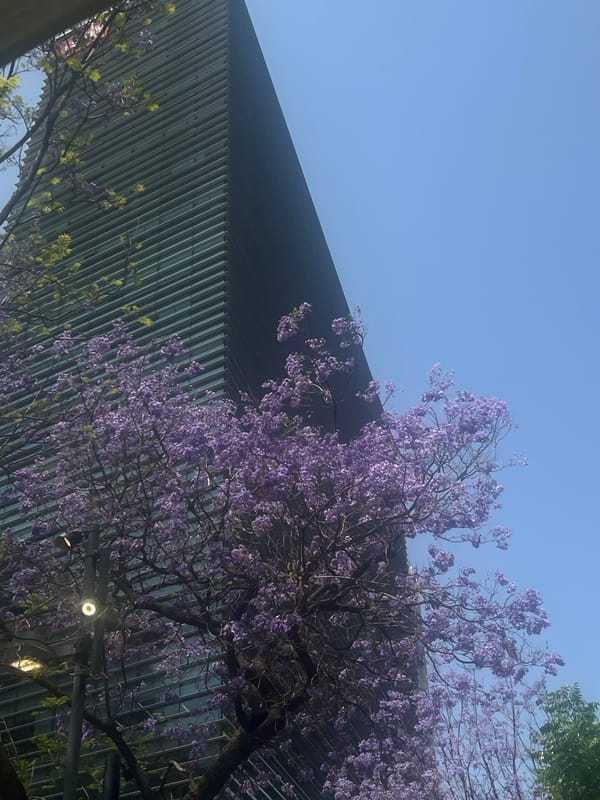 Spring afternoon in Mexico City: café, street music, blooming jacarandas