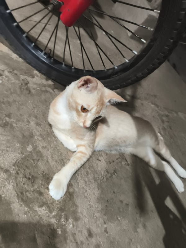 Domestic life moments documented in Cileungsi, Indonesia home