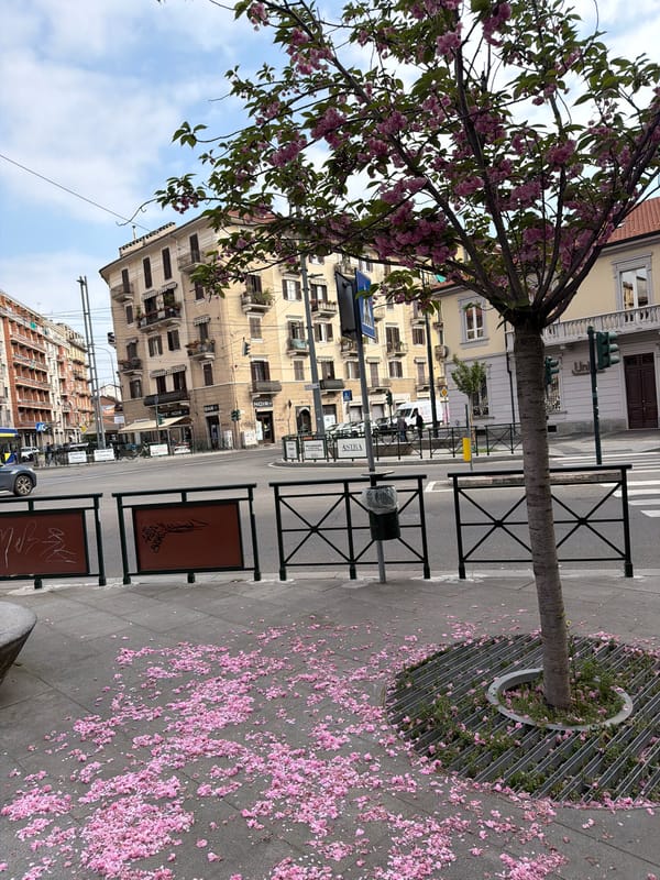 Cherry blossoms scatter on Turin sidewalks during spring bloom
