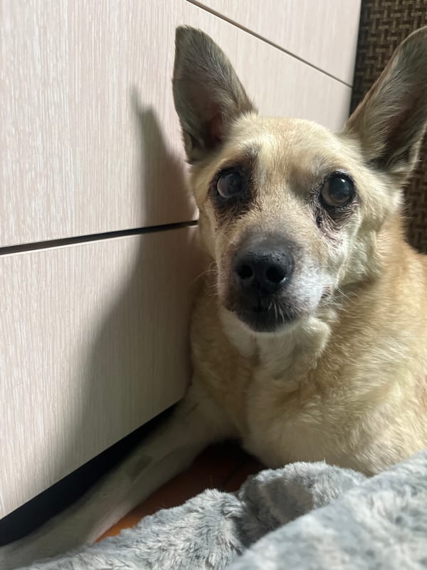 Woman Documents Afternoon with Dogs in Nizhny Tagil Home