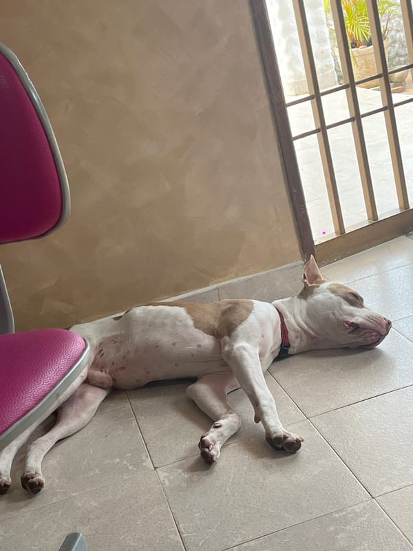 Dog relaxes on floor in home near window