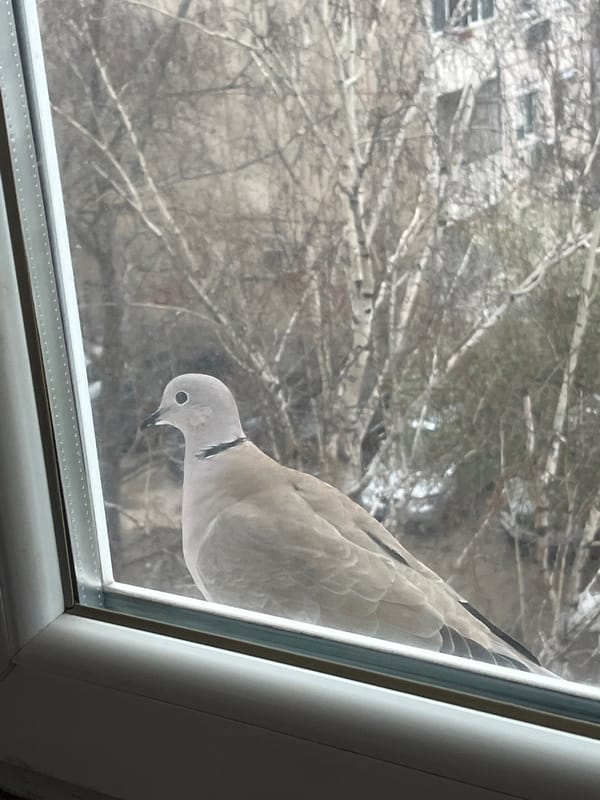 Dove spotted on window ledge in Plovdiv, Bulgaria