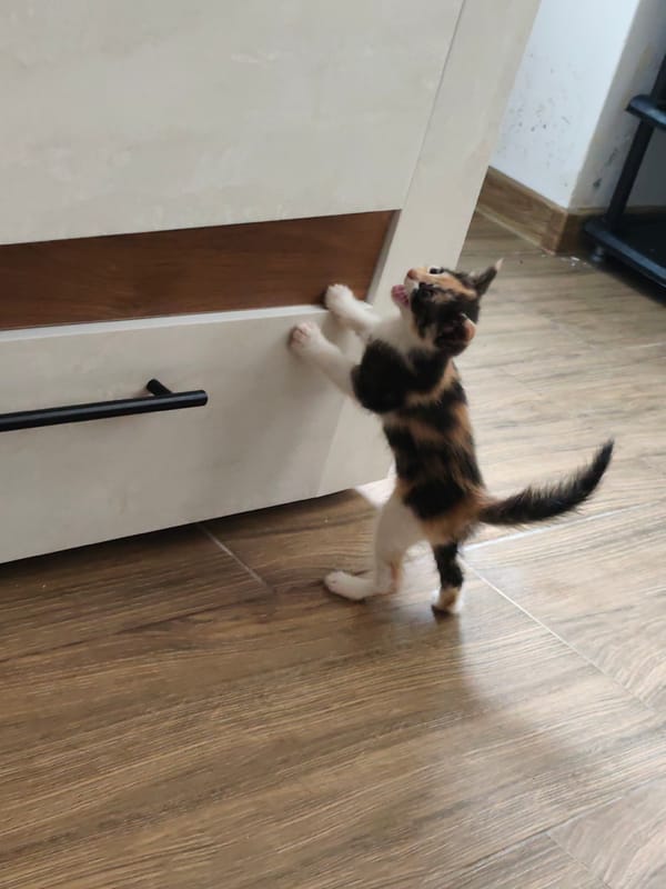 Two kittens captured in quiet morning moments in Smolyan