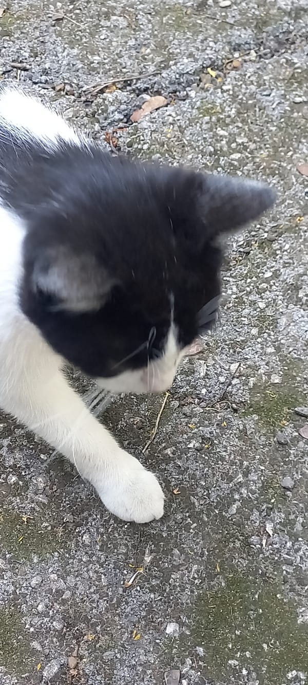 Cat, dartboard, and pine cone: three unconnected close-ups