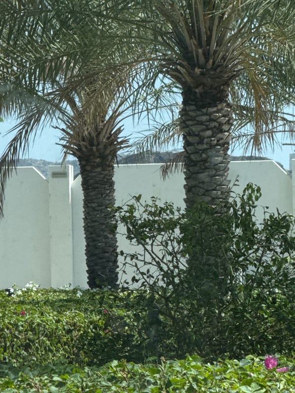 Two palm trees observed against white wall backdrop