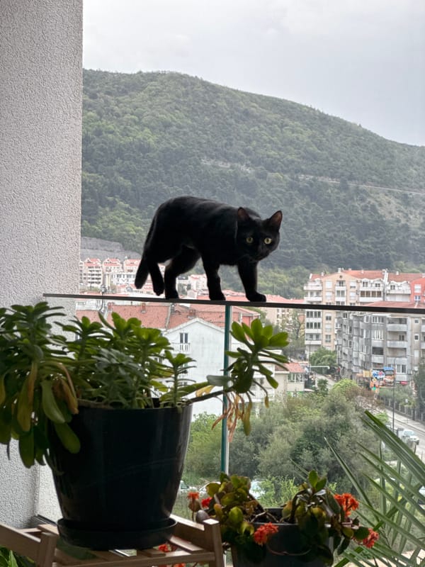 Black cat clings to glass balcony edge in Budva