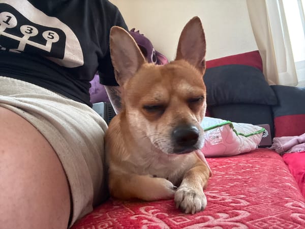 Miniature pinscher dog spotted around rural Kuklen, Bulgaria morning