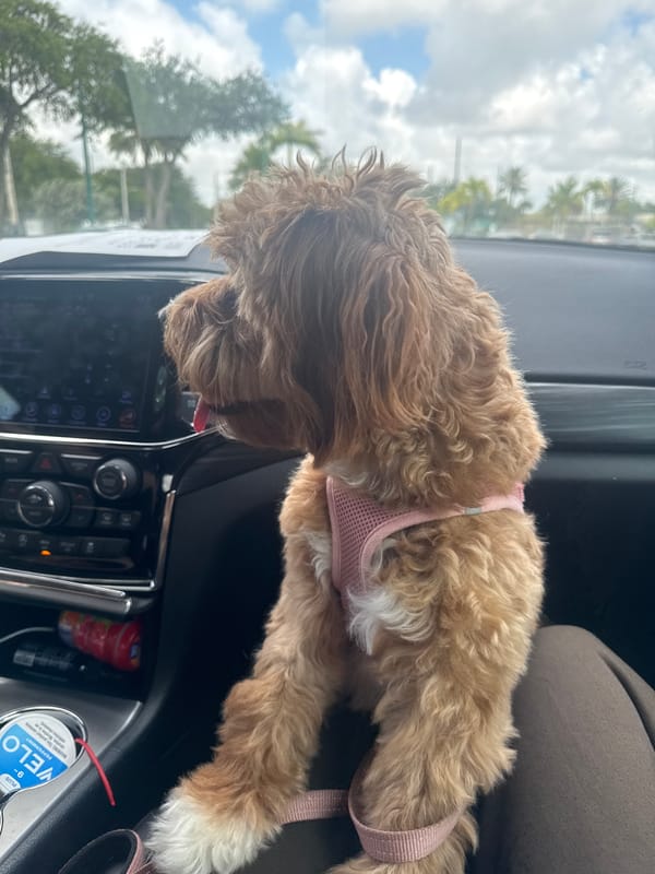 Cockapoo in pink harness rides passenger seat in Boca Raton