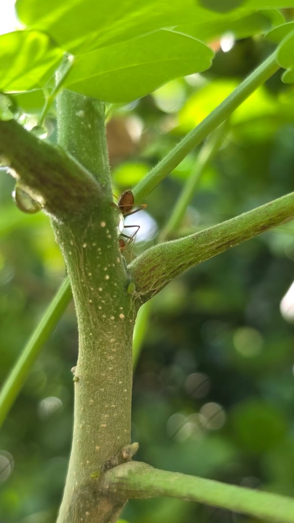 Garden flora and fauna documented in Lhokseumawe, Indonesia