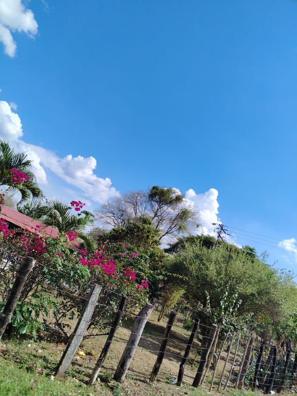 Rural fence scene documented in Las Mesas, Venezuela
