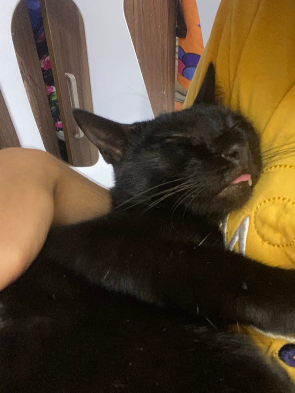 Davao resident shares quiet afternoon with cats, frogs, plantains