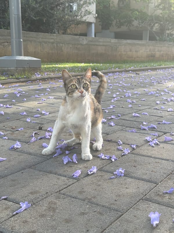 Cats sunbathe on flower-strewn Tel Aviv walkway