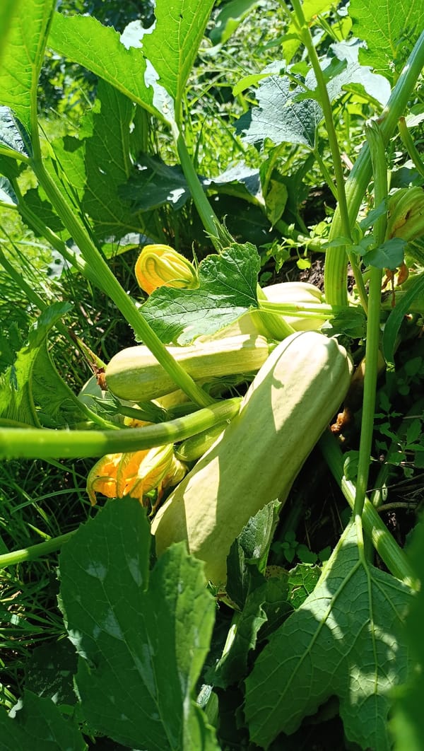 Summer morning on a Russian homestead: gardens, chickens, and bees