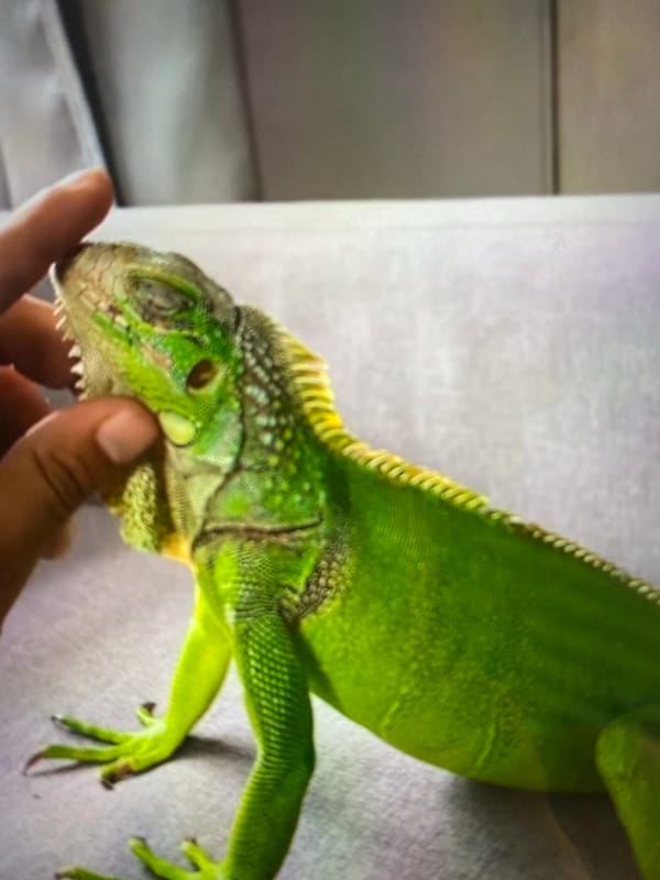 Animals and skies documented in Tinaquillo, Venezuela afternoon