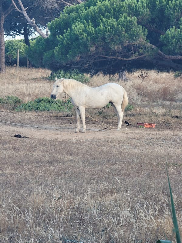 White horse, blooming cacti, and golden skies in Quarteira