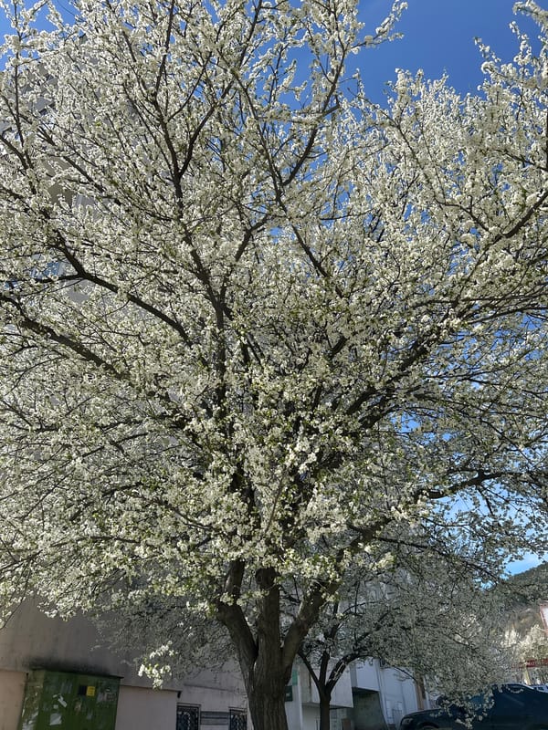 Blooming white tree observed in urban Shumen, Bulgaria