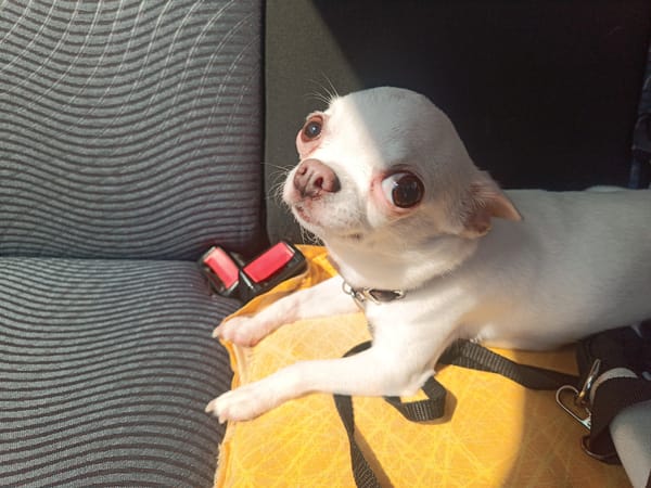 Chihuahua riding along in a Ford somewhere in Chusovoy