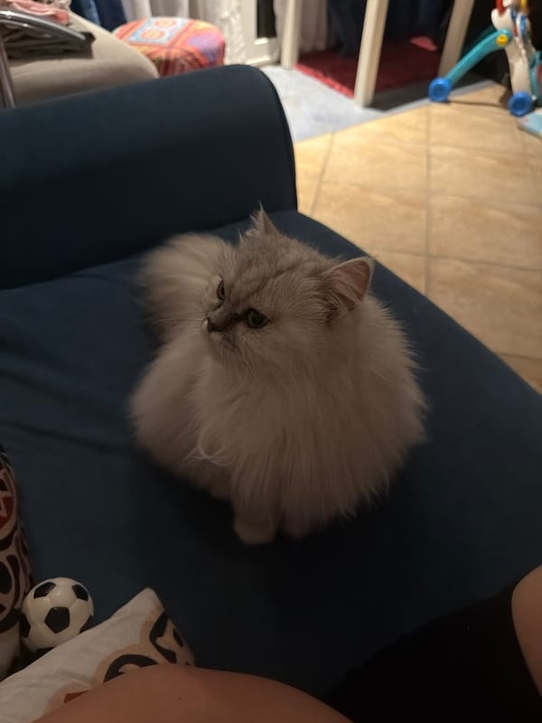 Persian cat, salad, and selfies on a Sharm El Sheikh evening