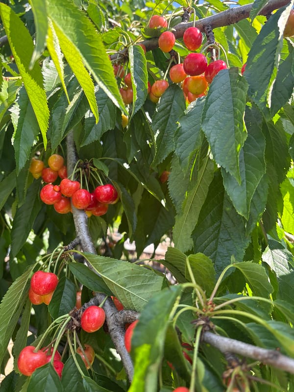 Cherry orchard visit with garden and country road detours