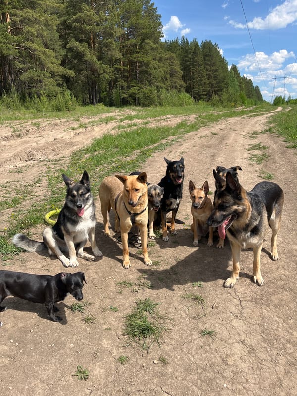 Dogs gather for morning playtime in Nizhny Tagil park