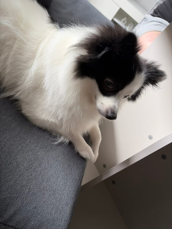 Afternoon domestic life with fluffy dog documented in Stara Zagora