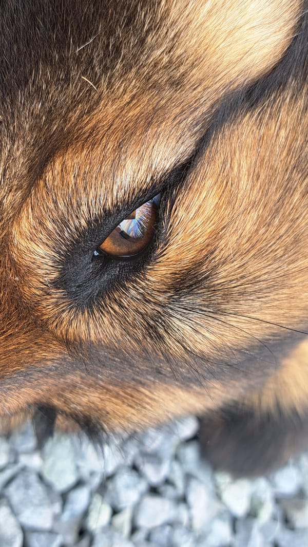 Dog portrait and desk workspace captured in morning memories