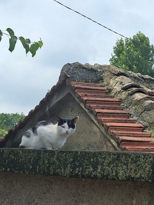 Summer morning in Devnya: cats, fruit trees, and backstreet calm