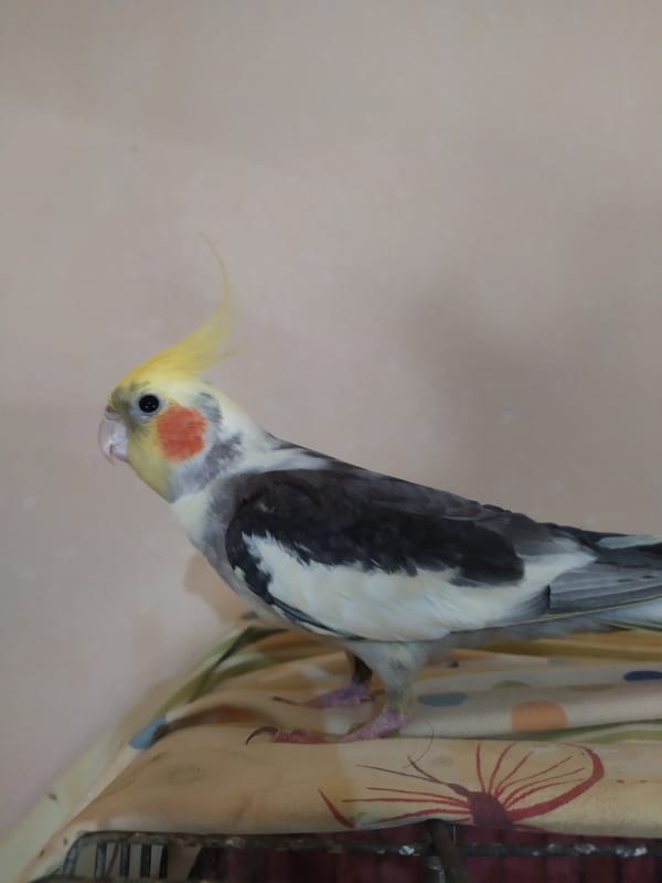 Cockatiel perches and poses in a Baku home