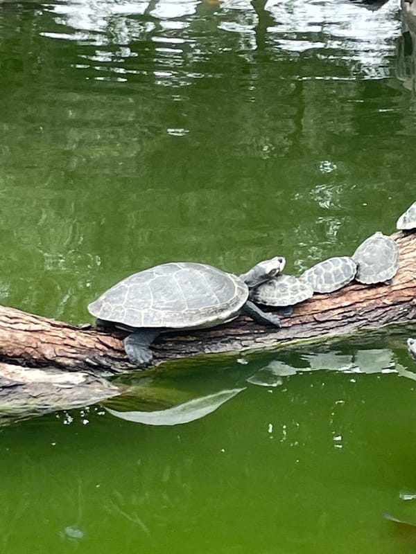 Turtles, koi, and a squirrel at a San Isidro park pond