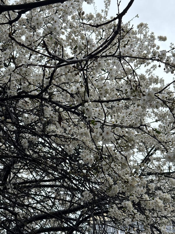 Spring blooms observed on urban tree in Razgrad