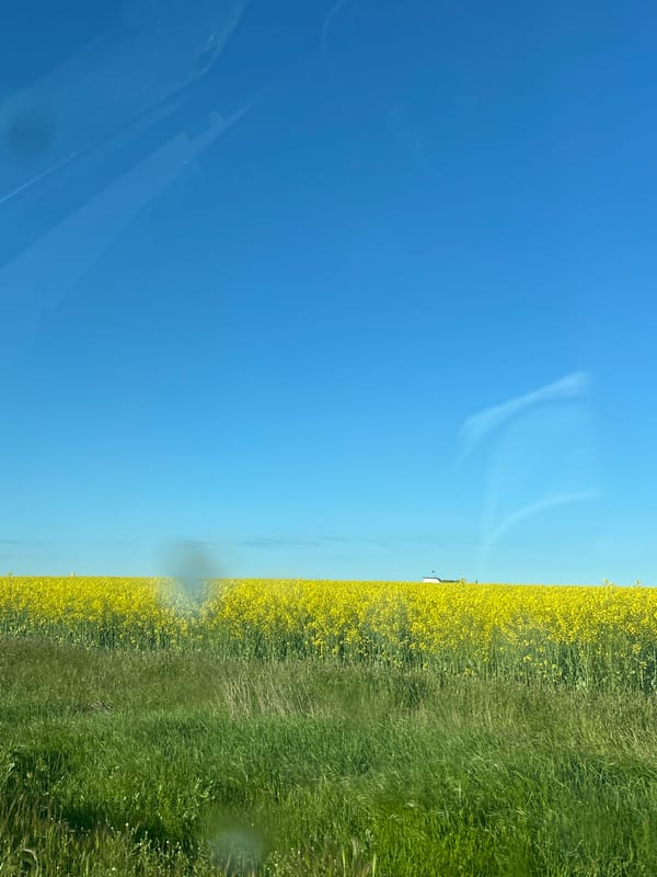 Spring countryside scenes with yellow flowers documented in 5-minute span