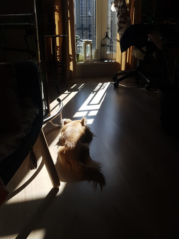 Dog rests in sunny room in Saint Petersburg